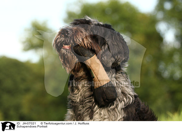 Schapendoes Portrait / JH-07021
