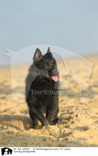 running Schipperke / KL-13479