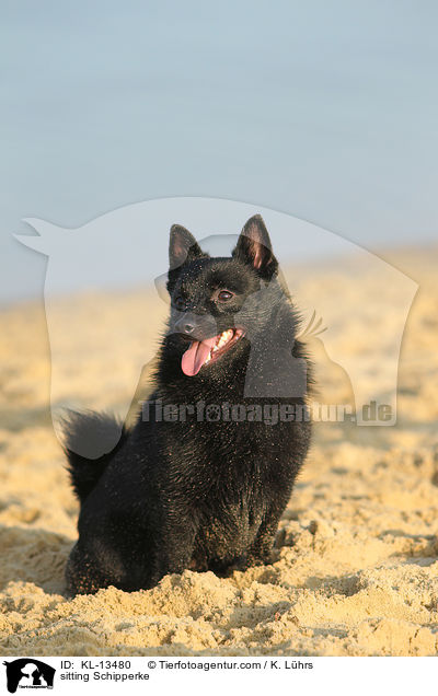 sitting Schipperke / KL-13480