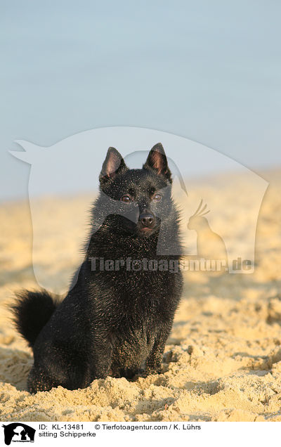 sitting Schipperke / KL-13481
