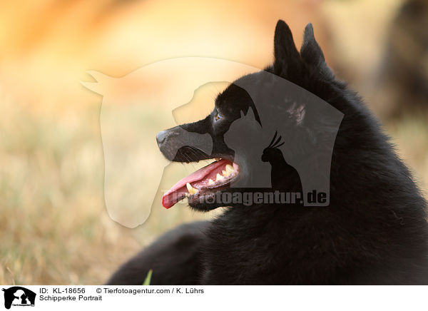 Schipperke Portrait / KL-18656