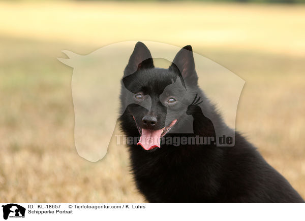 Schipperke Portrait / KL-18657