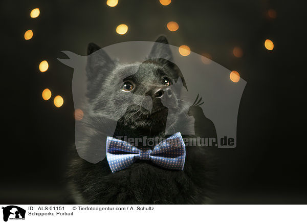 Schipperke Portrait / ALS-01151