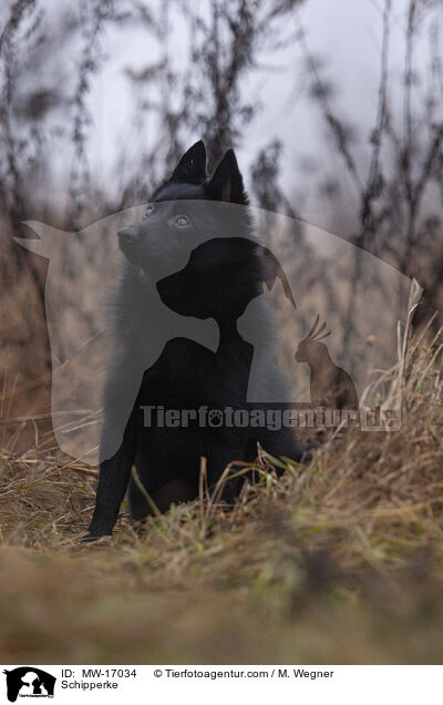 Schipperke / MW-17034