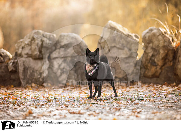 Schipperke / Schipperke / JAM-05539