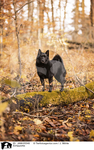 Schipperke / JAM-05546