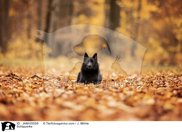 Schipperke / JAM-05559