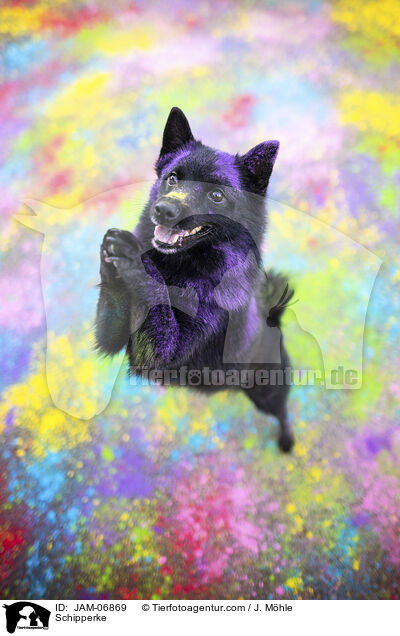 Schipperke / Schipperke / JAM-06869