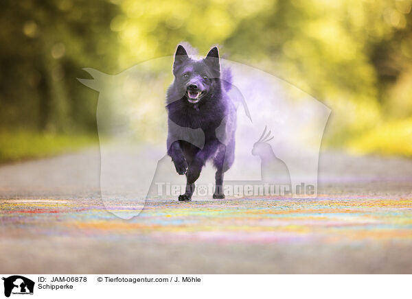 Schipperke / Schipperke / JAM-06878