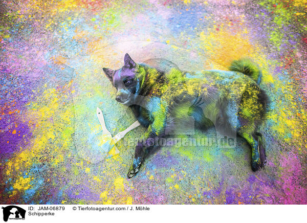 Schipperke / Schipperke / JAM-06879
