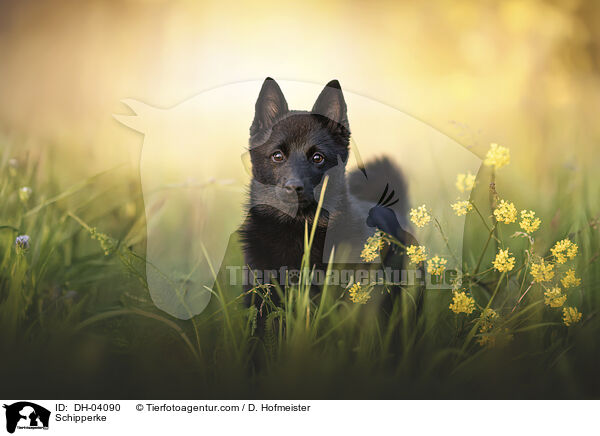 Schipperke / Schipperke / DH-04090
