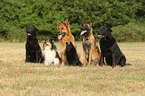 6 dogs