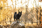 Schipperke