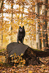 Schipperke