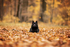 Schipperke