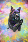 Schipperke