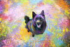 Schipperke
