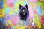 Schipperke
