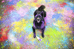 Schipperke
