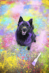 Schipperke
