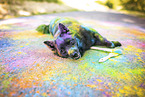 Schipperke