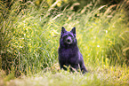 Schipperke