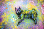 Schipperke