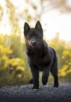 Schipperke