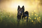 Schipperke