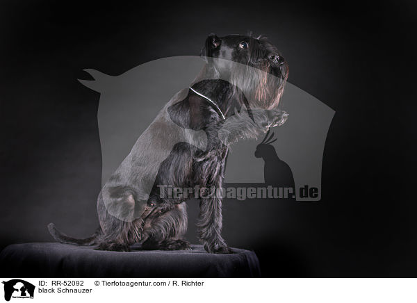 black Schnauzer / RR-52092