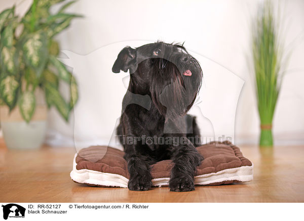 black Schnauzer / RR-52127