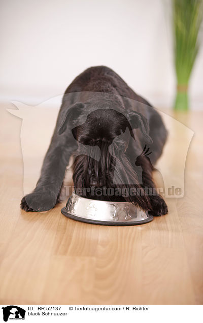 black Schnauzer / RR-52137
