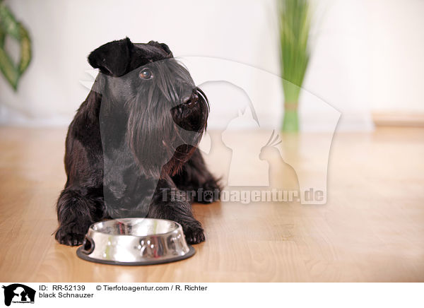 black Schnauzer / RR-52139