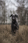 sitting Schnauzer