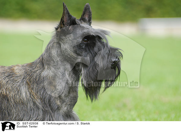 Scottish Terrier / Scottish Terrier / SST-02938