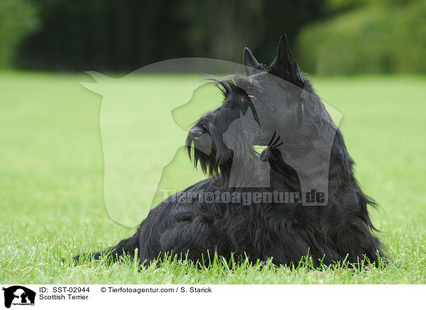 Scottish Terrier / Scottish Terrier / SST-02944