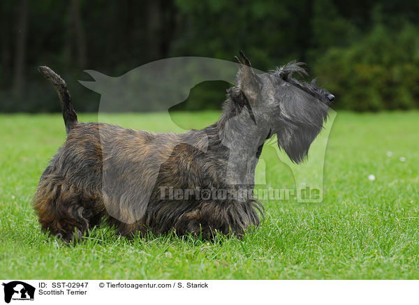 Scottish Terrier / Scottish Terrier / SST-02947