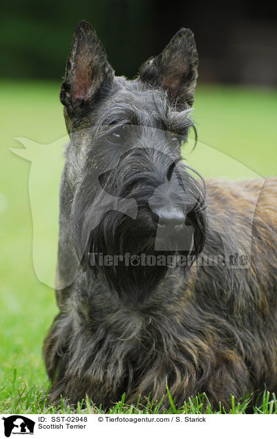 Scottish Terrier / Scottish Terrier / SST-02948