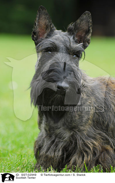 Scottish Terrier / Scottish Terrier / SST-02949