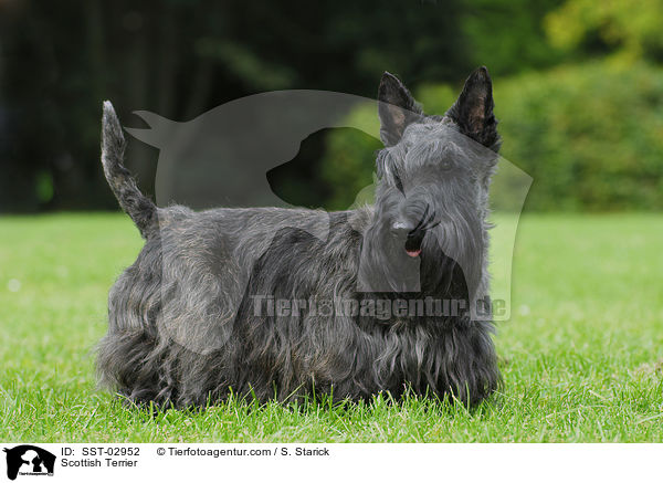 Scottish Terrier / Scottish Terrier / SST-02952