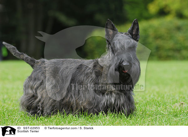 Scottish Terrier / Scottish Terrier / SST-02953