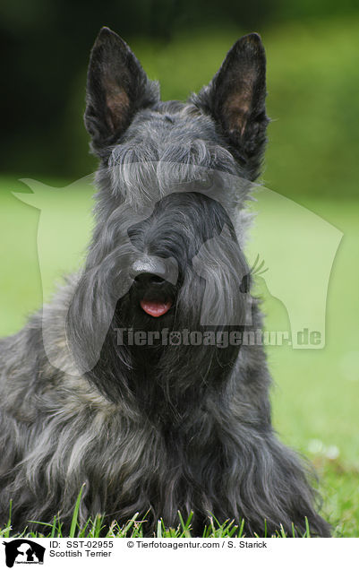 Scottish Terrier / Scottish Terrier / SST-02955