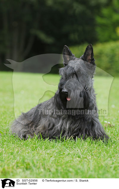 Scottish Terrier / Scottish Terrier / SST-02956