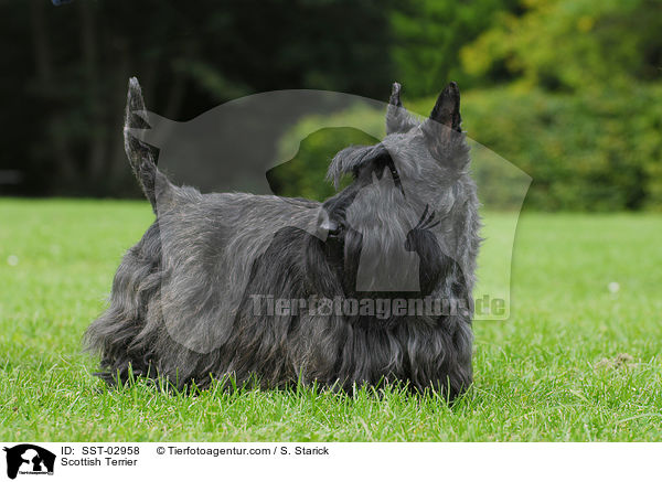 Scottish Terrier / Scottish Terrier / SST-02958