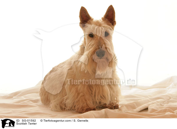 Scottish Terrier / Scottish Terrier / SG-01592