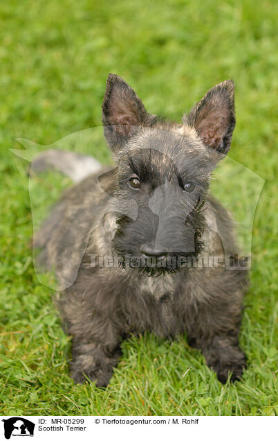 Scottish Terrier / Scottish Terrier / MR-05299
