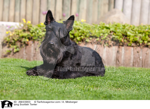 liegender Scottish Terrier / lying Scottish Terrier / AM-03903