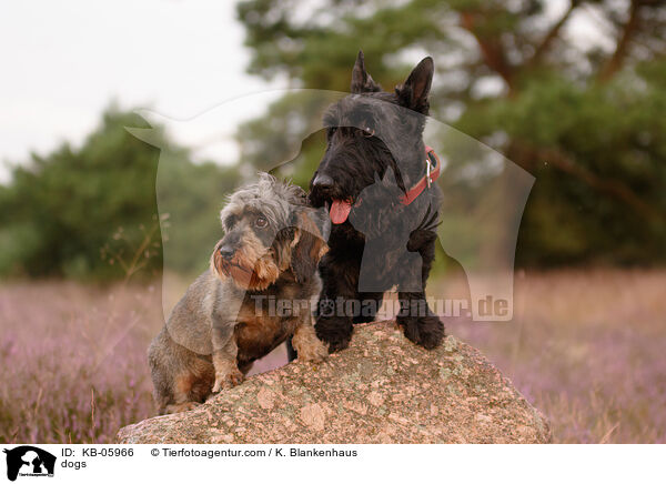 Hunde / dogs / KB-05966