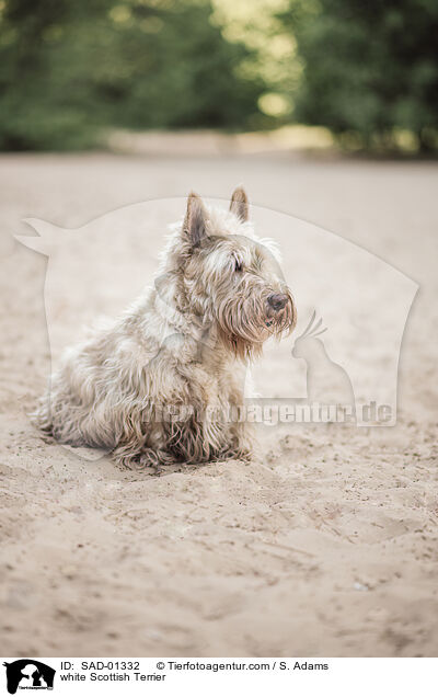 weier Scottish Terrier / white Scottish Terrier / SAD-01332