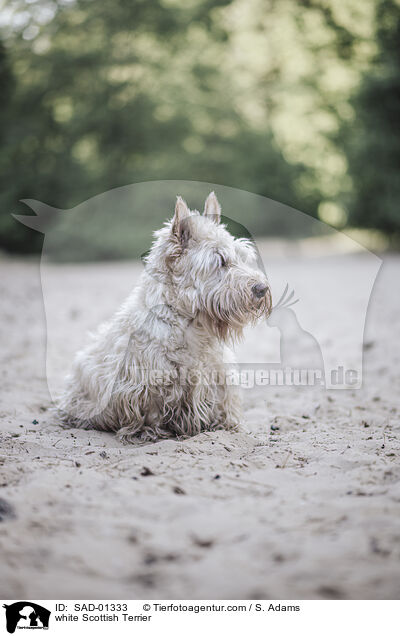 white Scottish Terrier / SAD-01333